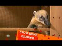 Кто в доме хозяин? (12 выпуск) (Эфир 07.04.18)
