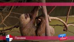 Орел и решка. Панама (17 сезон, 6 выпуск) (Эфир 16.04.18)