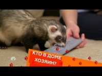 Кто в доме хозяин? (15 выпуск) (Эфир 30.04.18)