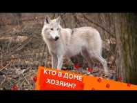 Кто в доме хозяин? (36 выпуск) (Эфир 02.12.18)
