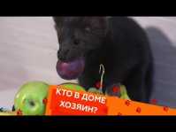 Кто в доме хозяин? (37 выпуск) (Эфир 09.12.18)