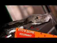 Кто в доме хозяин? (38 выпуск) (Эфир 16.12.18)