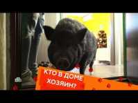 Кто в доме хозяин? (39 выпуск) (Эфир 23.12.18)