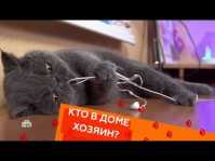 Кто в доме хозяин? (21 выпуск) (Эфир 10.06.18)