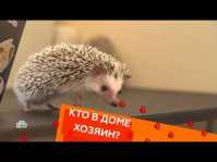 Кто в доме хозяин? (22 выпуск) (Эфир 16.06.18)
