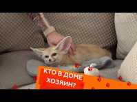 Кто в доме хозяин? (9 выпуск) (Эфир 17.03.18)