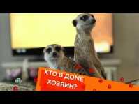 Кто в доме хозяин? (10 выпуск) (Эфир 24.03.18)