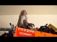 Кто в доме хозяин? (11 выпуск) (Эфир 31.03.18)