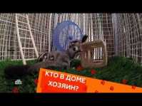 Кто в доме хозяин? (17 выпуск) (Эфир 12.05.18)