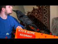 Кто в доме хозяин? (19 выпуск) (Эфир 26.05.18)