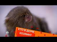 Кто в доме хозяин? (32 выпуск) (Эфир 04.11.18)