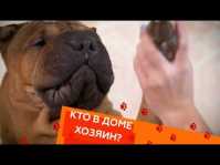 Кто в доме хозяин? (34 выпуск) (Эфир 18.11.18)