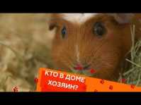 Кто в доме хозяин? (35 выпуск) (Эфир 25.11.18)