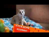 Кто в доме хозяин? (28 выпуск) (Эфир 06.10.18)