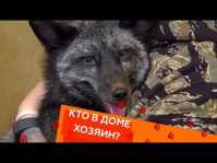 Кто в доме хозяин? (31 выпуск) (Эфир 27.10.18)