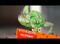 Кто в доме хозяин? (27 выпуск) (Эфир 29.09.18)